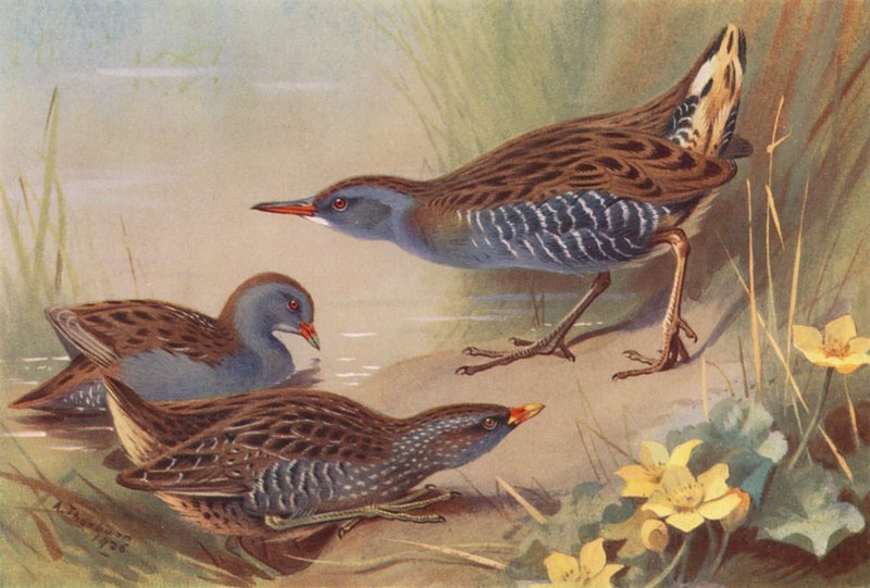 Little Crake, Spotted Crake, Water-Rail (färglitografi) av Archibald Thorburn
