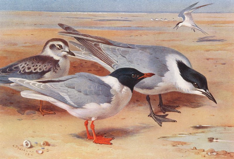 Dvärgmås (vuxen och ung), skräntärna (färglitografi) av Archibald Thorburn