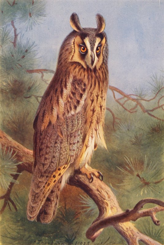 Långörad uggla (färglitografi) av Archibald Thorburn