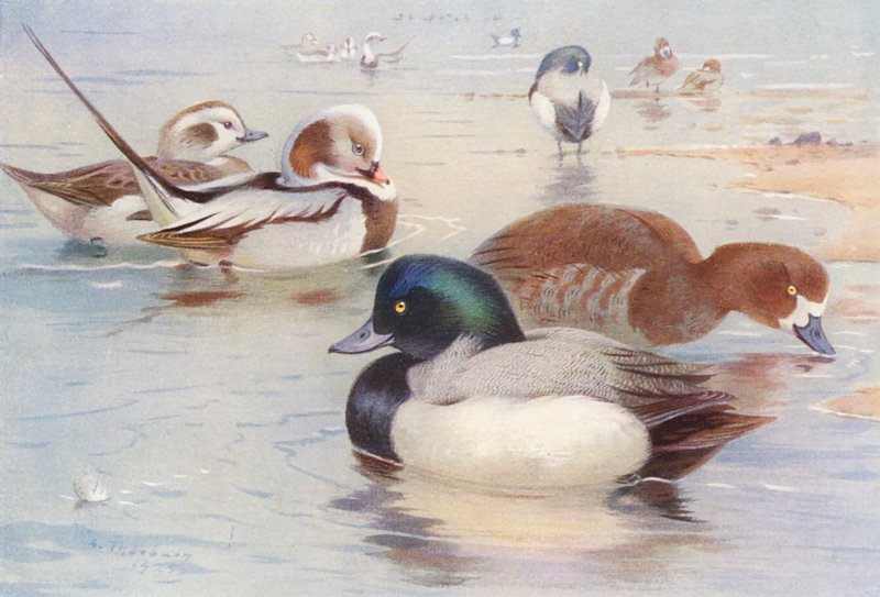 Långsvansad and (hane och hona), Scaup-and (hane och hona) (färglitografi) av Archibald Thorburn