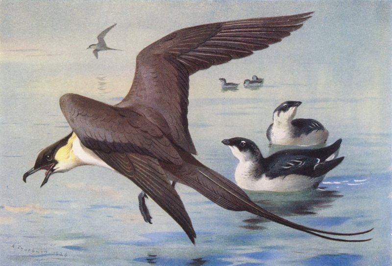 Långstjärtad labb, alkekung (vinter) (färglitografi) av Archibald Thorburn