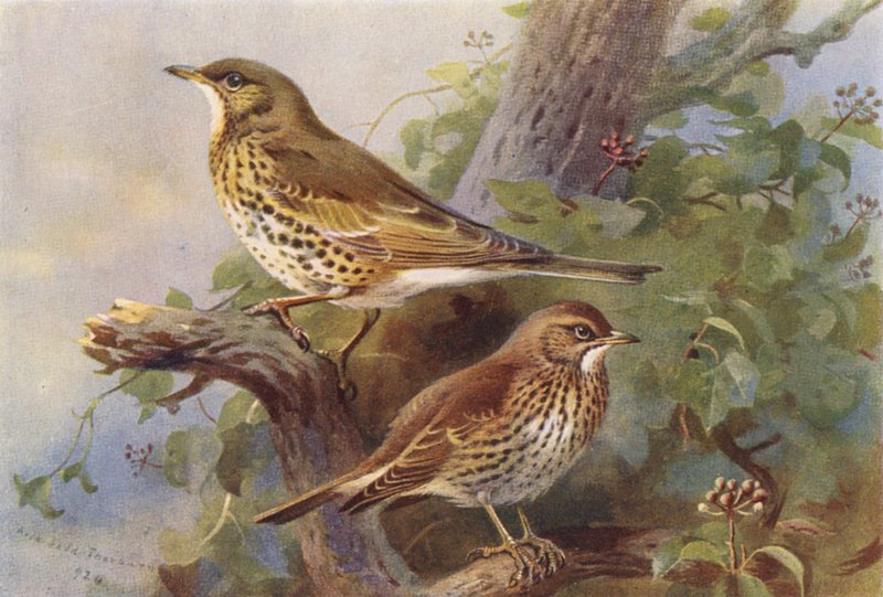 Misteltrumpet, sångertrumpet (färglitografi) av Archibald Thorburn