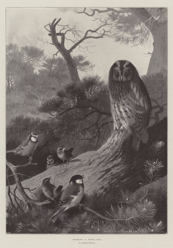 Mobbar en skogsuggla av Archibald Thorburn