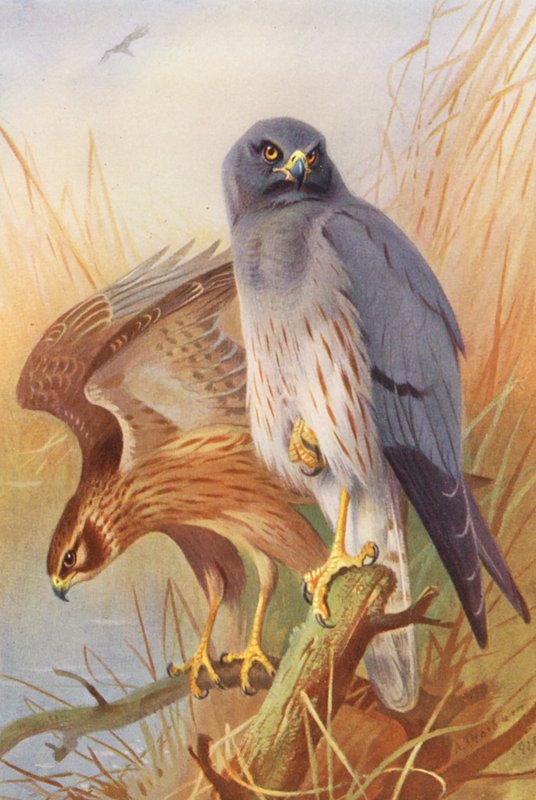 ängshök (hane och hona) (färglitografi) av Archibald Thorburn