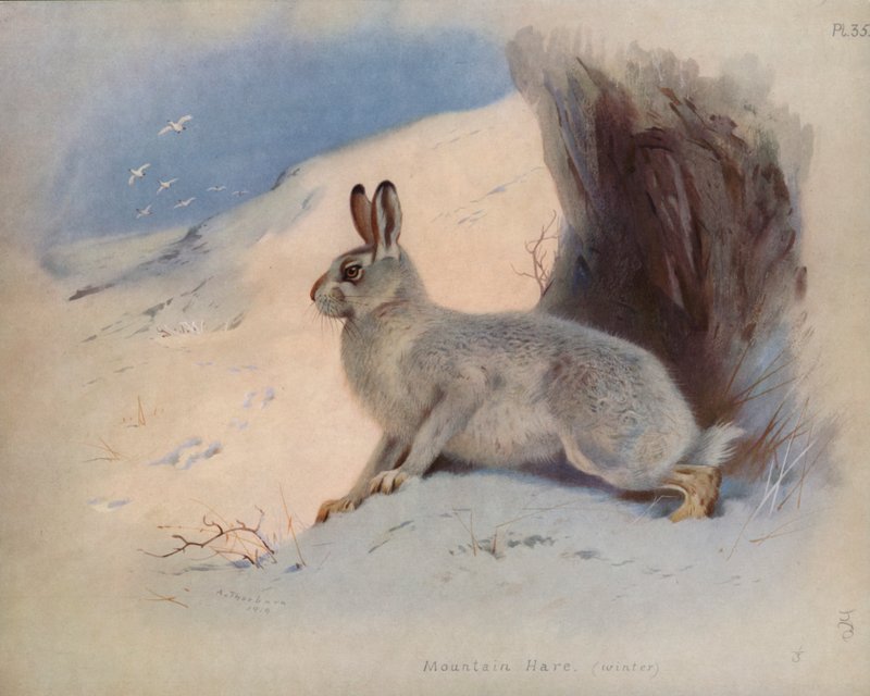 Berghare (vinter) av Archibald Thorburn