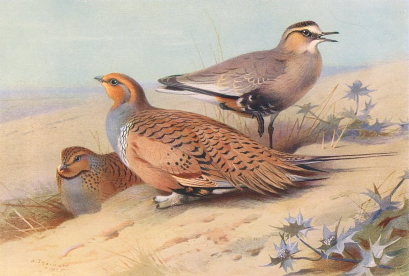 Pallas sandgräshoppa (hane och hona), societetspiplärka (färg litho) av Archibald Thorburn