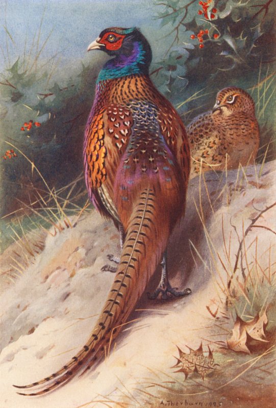 Fasan (hane och hona) (färglitografi) av Archibald Thorburn