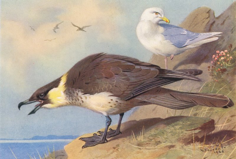 Pomatorhine Skua, Isländsk mås (färglitografi) av Archibald Thorburn