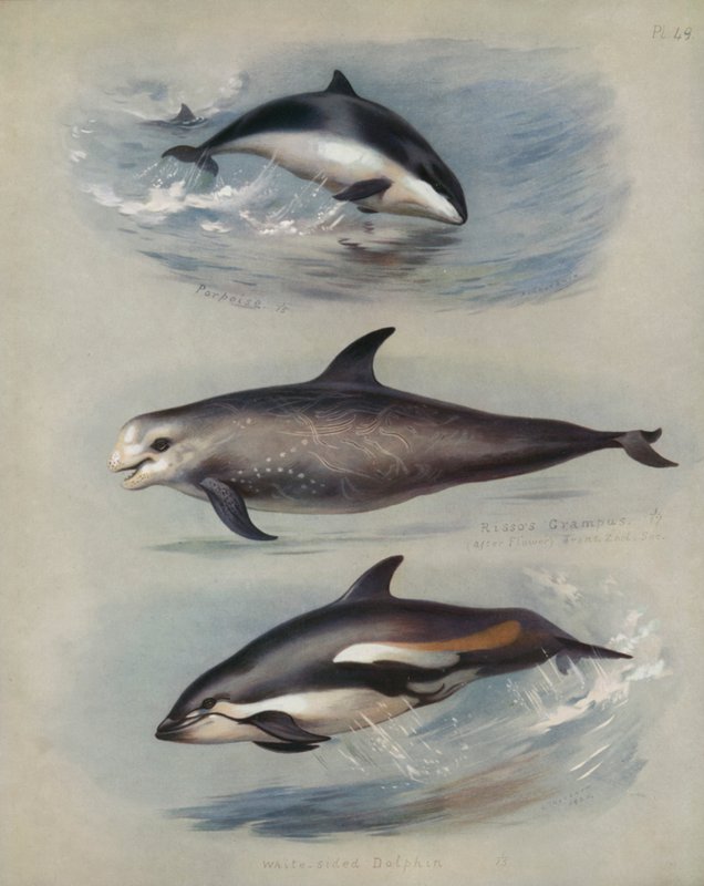 Tumlare, Rissos Grampus, Vitsidig delfin av Archibald Thorburn