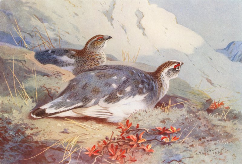 Fjällripa (hane och hona, höst) (färglitografi) av Archibald Thorburn