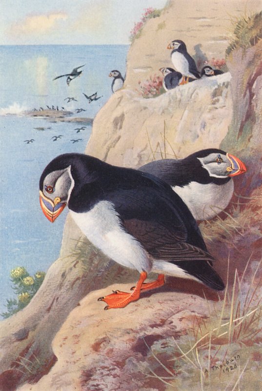 Puffin (färglitografi) av Archibald Thorburn