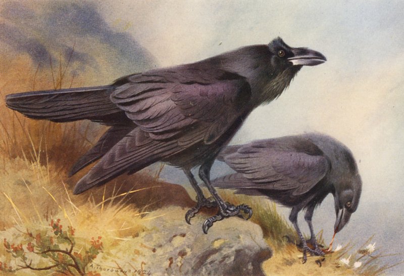 Raven (färglitografi) av Archibald Thorburn
