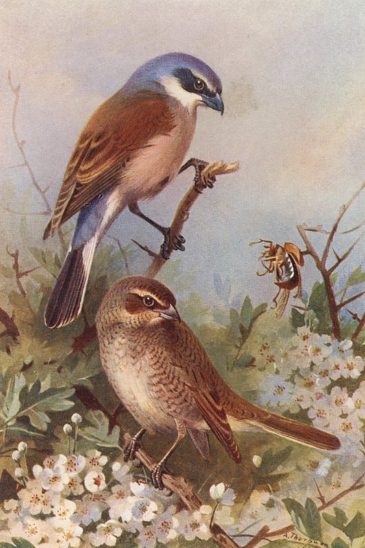 Rödryggad törnskata (hane och hona) (färglitografi) av Archibald Thorburn