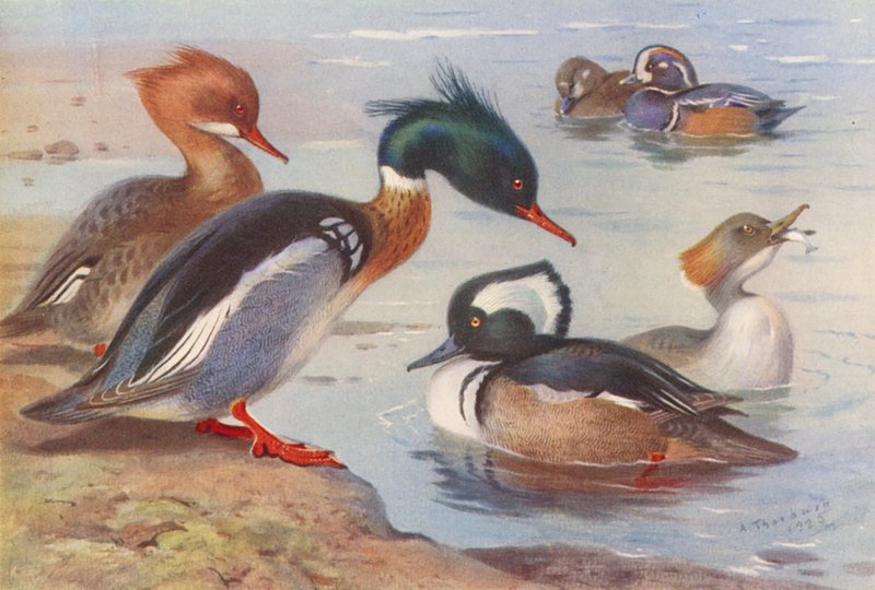 Rödbröstad bergand (hane och hona), harlekinand (hane och hona), svarthuvad bergand (hane och hona) (färglitografi) av Archibald Thorburn
