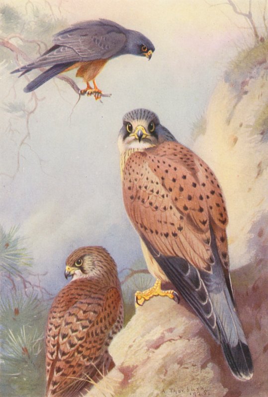 Rödfotad falk, tornfalk (hane och hona) (färglitografi) av Archibald Thorburn