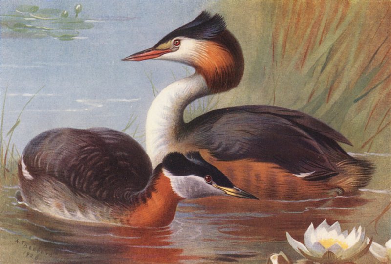 Rödhalsad gråtrut, svarthakedopping (färglitografi) av Archibald Thorburn