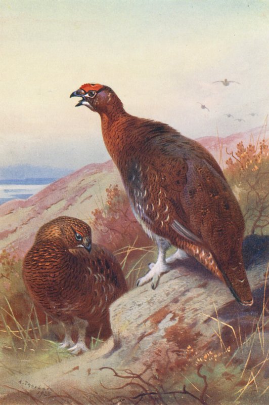 Rödhöna (hane och hona) (färglitografi) av Archibald Thorburn