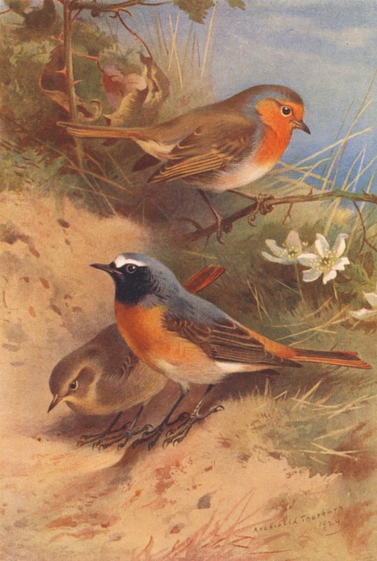 Rödbröst, rödstjärt (hane och hona) (färglitografi) av Archibald Thorburn