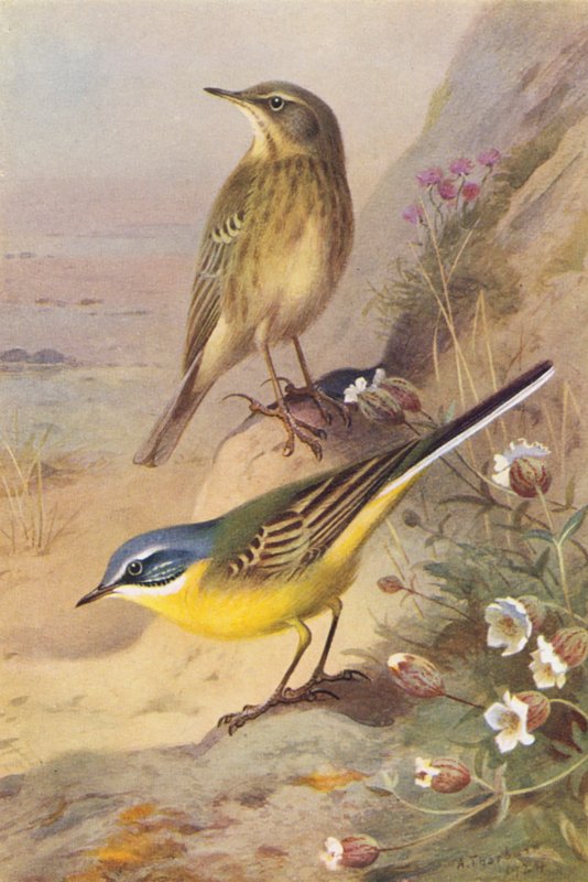Rock-Pipit, blåhuvad sädesärla (färglitografi) av Archibald Thorburn