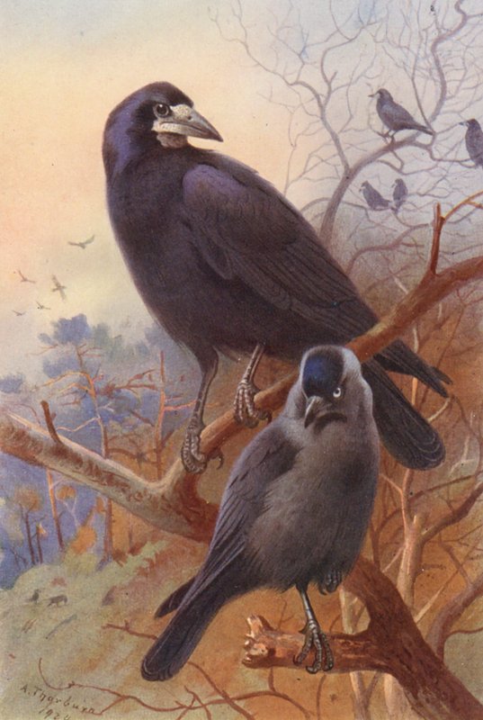 Tupp, kaja (färglitografi) av Archibald Thorburn