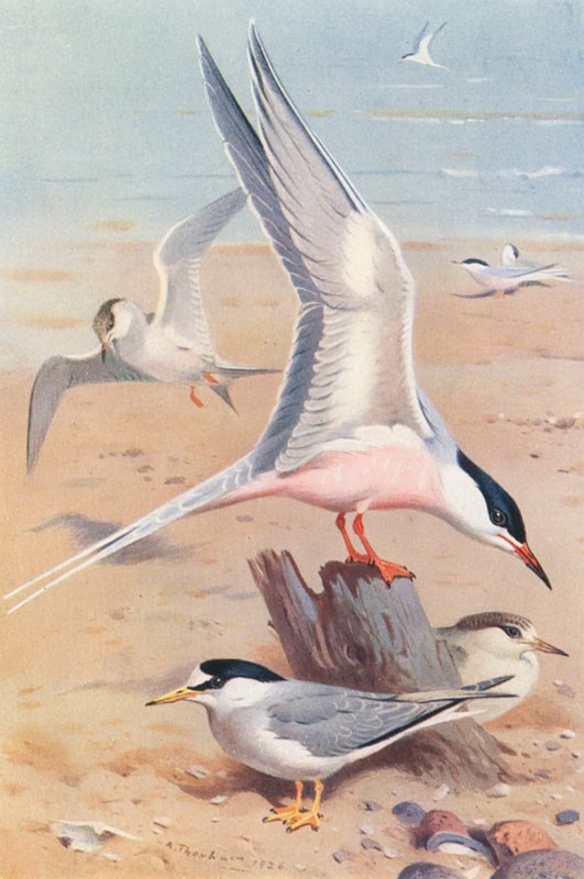 Rosentärna (vuxen och ung), småtärna (vuxen och ung) (färglitografi) av Archibald Thorburn