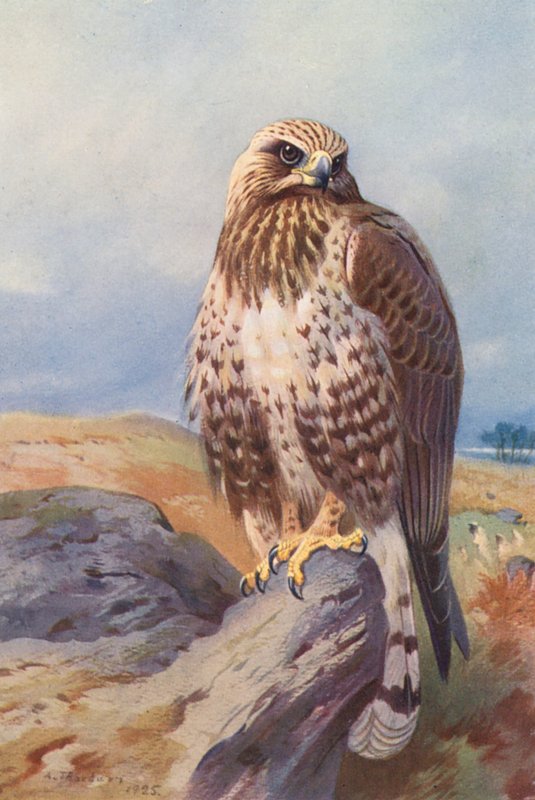 Fjällvråk (färglitografi) av Archibald Thorburn