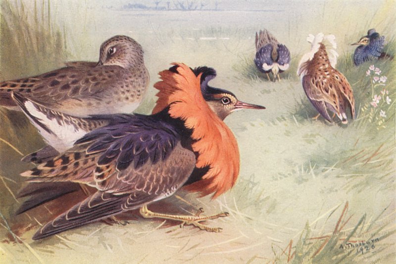 Ruff (fyra typer av män och kvinnor) (färglitografi) av Archibald Thorburn