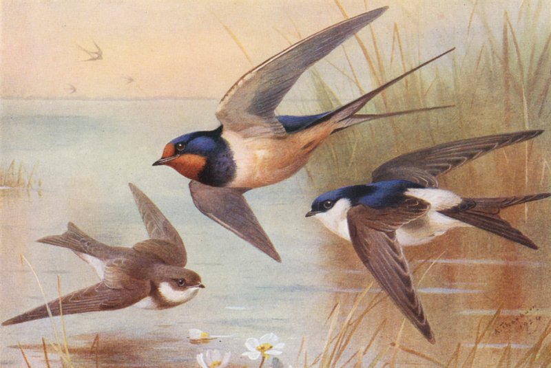 Sand-Martin, Swallow, Martin (färglitografi) av Archibald Thorburn