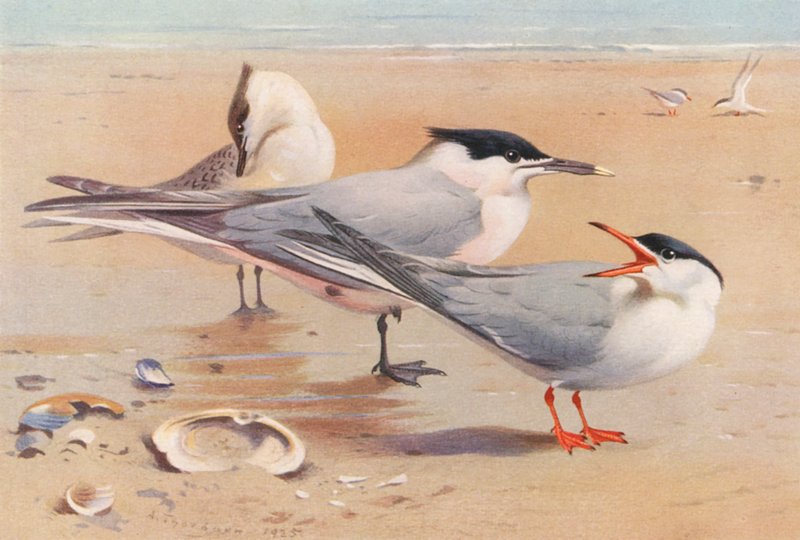Silvertärna (vuxen och ung), fisktärna (färglitografi) av Archibald Thorburn