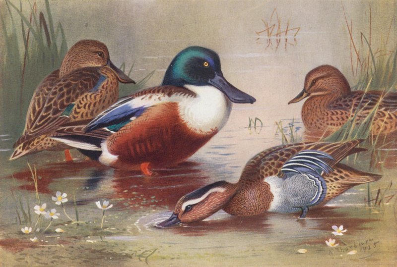 Skedand (hane och hona), knipa (hane och hona) (färglitografi) av Archibald Thorburn