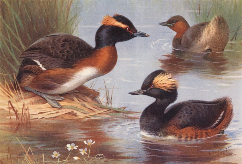 Slavisk doppingar, smådopping, svarthalsad doppingar (färglitografi) av Archibald Thorburn