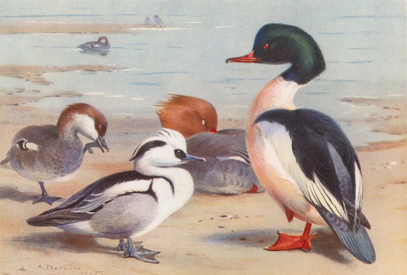 Smew (man och kvinna), Goosander (man och kvinna) (färglitografi) av Archibald Thorburn