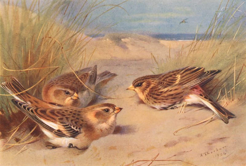 Snow-Bunting (vinter), Twite (färglitografi) av Archibald Thorburn