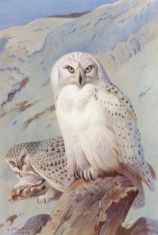 Snöuggla (färglitografi) av Archibald Thorburn