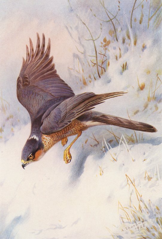 Sparvhök (vuxen hane) (färglitografi) av Archibald Thorburn