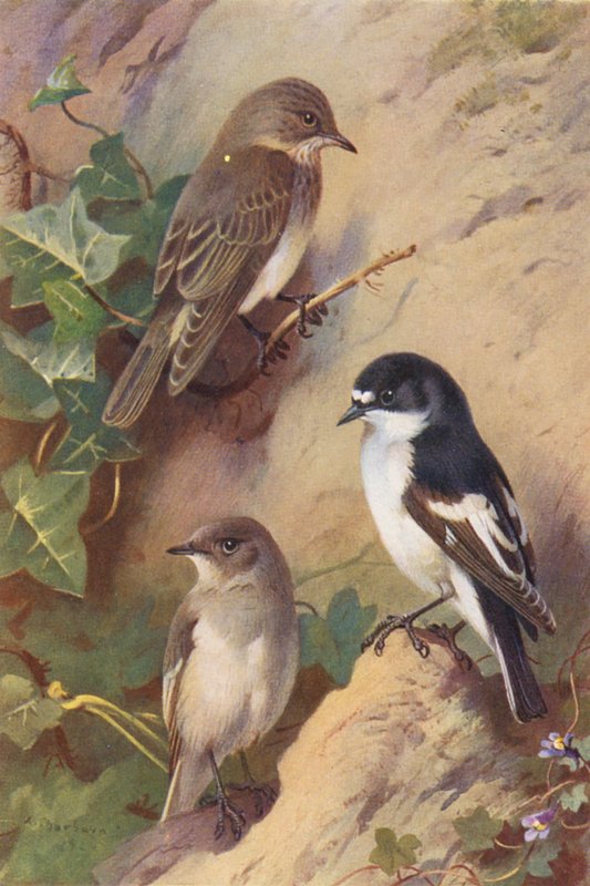Brokig flugsnappare, svartvit flugsnappare (hane och hona) (färglitografi) av Archibald Thorburn
