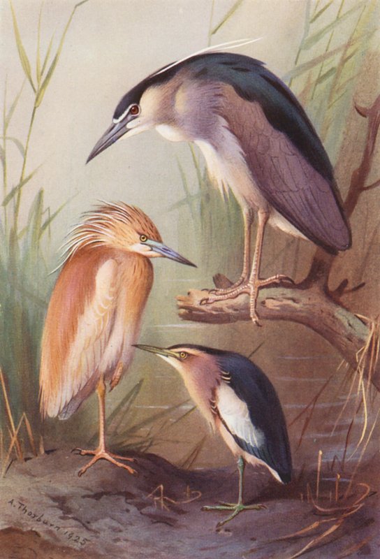 Squacco Heron, Night Heron, Little Bittern (färglitografi) av Archibald Thorburn