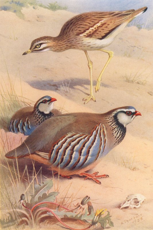 Stone-Curlew, rödbenad rapphöna (hane och hona) (färglitografi) av Archibald Thorburn