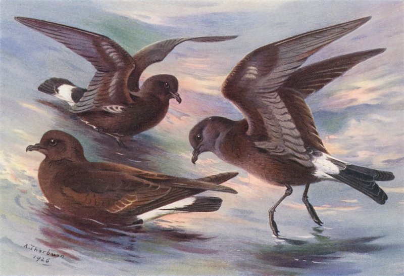 Stormstjärt, Leach