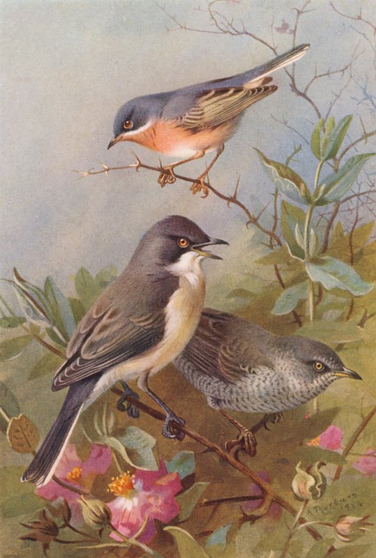 Subalpin sångare, orpheisk sångare, gransångare (färglitografi) av Archibald Thorburn
