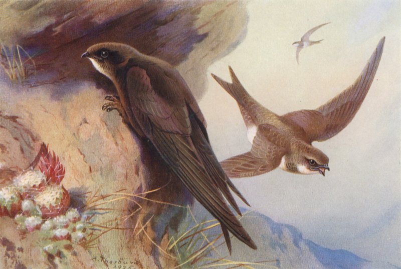 Swift, Alpine Swift (färglitografi) av Archibald Thorburn