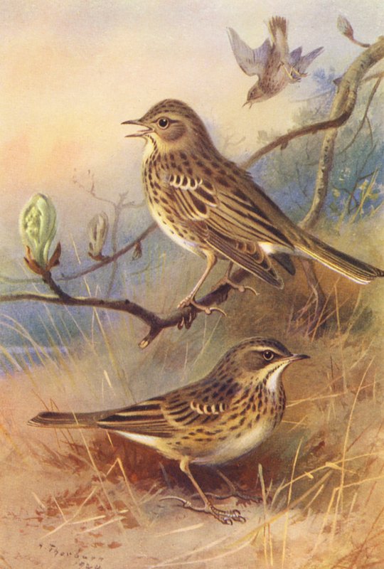 Träd-Pipit, Äng-Pipit (färglitografi) av Archibald Thorburn