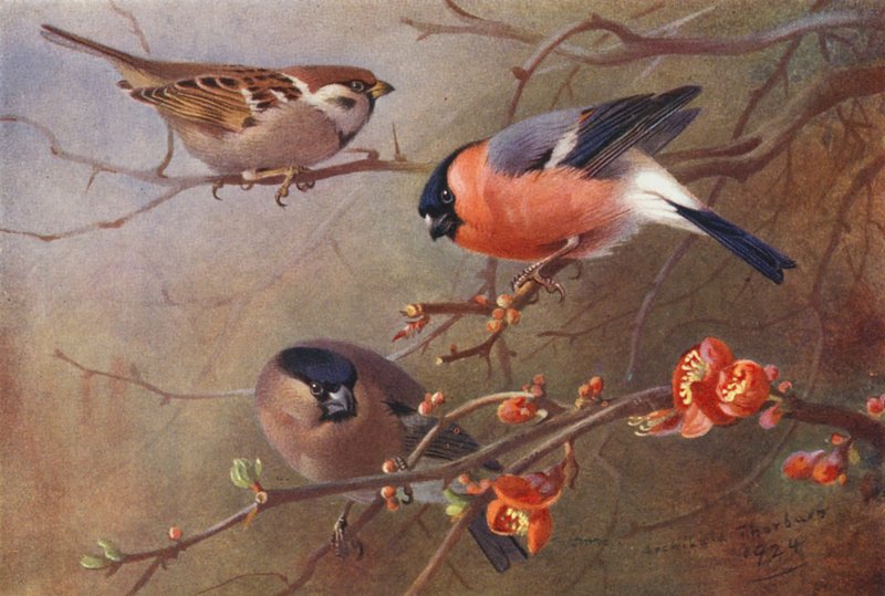 Trädsparv, bofink (hane och hona) (färglitografi) av Archibald Thorburn