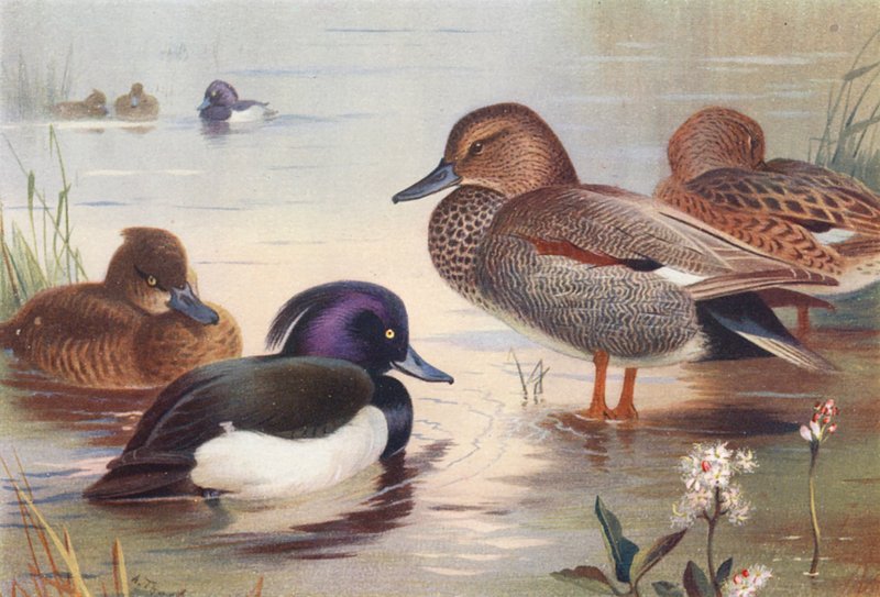 Tuvand (hane och hona), snatterand (hane och hona) (färglitografi) av Archibald Thorburn