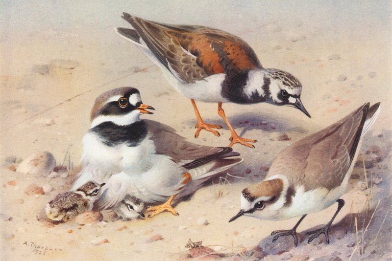 Stenskvätta (sommar), ljungpipare, kentisk ljungpipare (färglitografi) av Archibald Thorburn