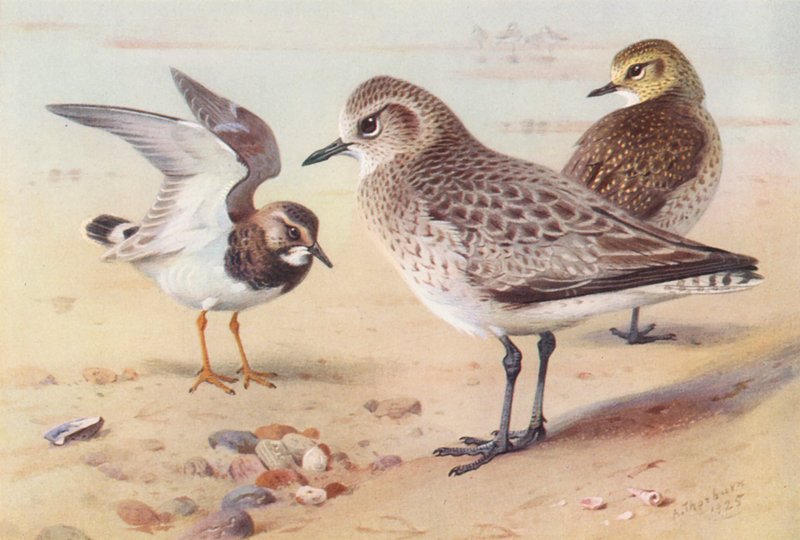 Stenknäck (vinter), gråhakedopping (vinter), guldhakedopping (vinter) (färglitografi) av Archibald Thorburn