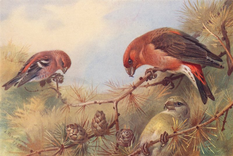 Tvåbarrs korsnäbb, korsnäbb (hane och hona) (färglitografi) av Archibald Thorburn