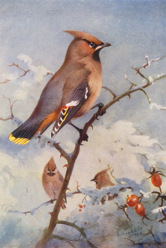 Vaxvinge (färglitografi) av Archibald Thorburn