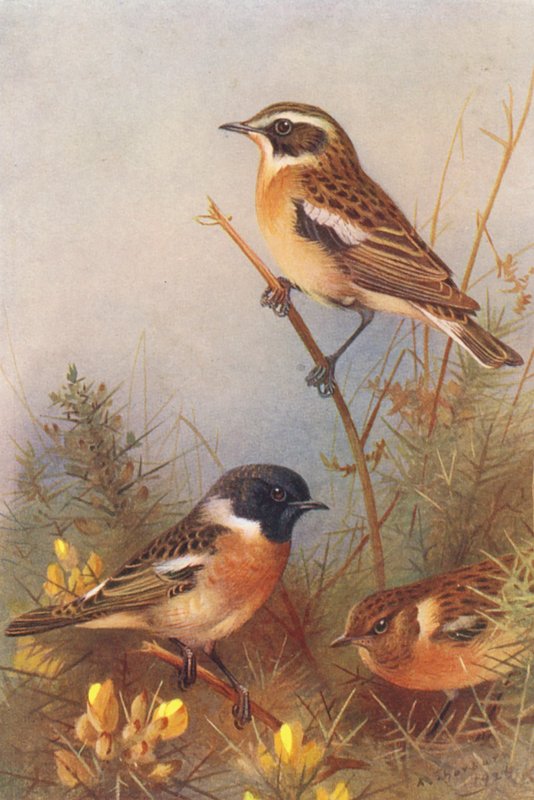 Vitsvans, stenskvätta (hane och hona) (färglitografi) av Archibald Thorburn