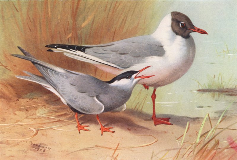Whiskered Tern, Black-Headed Gull (sommar) (färglitografi) av Archibald Thorburn